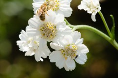 Im Garten