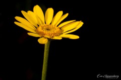 Im Garten