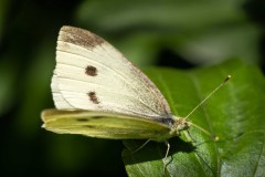 Schmetterling