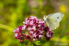 Schmetterling