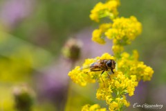 Im Garten
