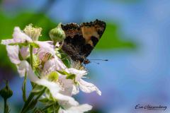 Schmetterling