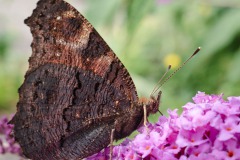 Schmetterling
