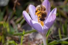 Krokus
