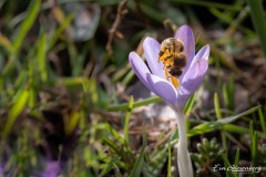 Krokusse