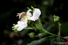 Im Garten