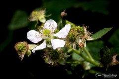 Im Garten
