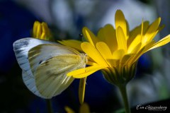 Im Garten