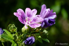 Im Garten