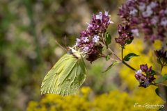Schmetterling