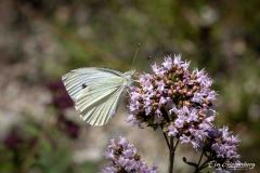 Schmetterling