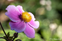Armonia