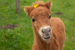 Pony