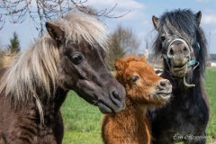 Familie