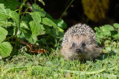 Igel