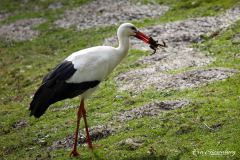 Storch